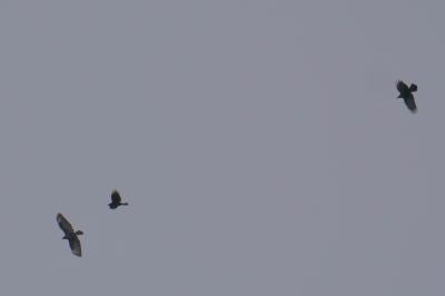 Buse variable