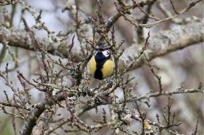 Mésange charbonnière