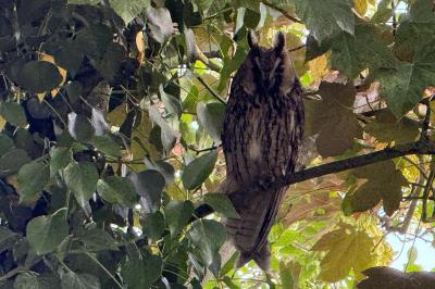 Hibou moyen-duc