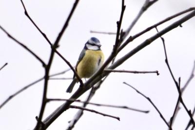Mésange bleue