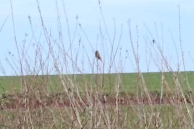 Bruant des roseaux
