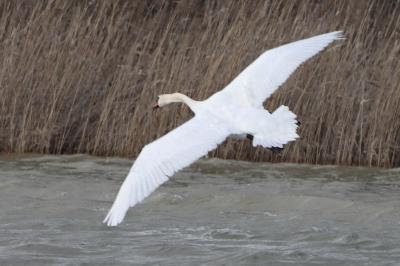 Cygne tuberculé
