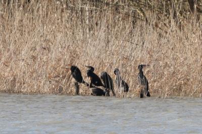 Grand Cormoran