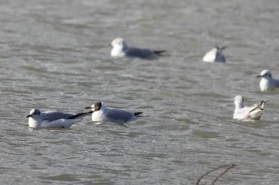 Mouette rieuse