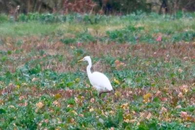 Grande Aigrette