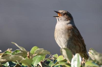 Accenteur mouchet