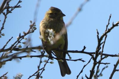 Bruant jaune