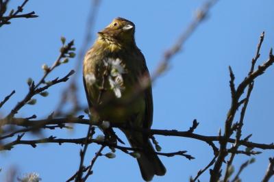Bruant jaune