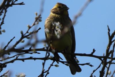 Bruant jaune