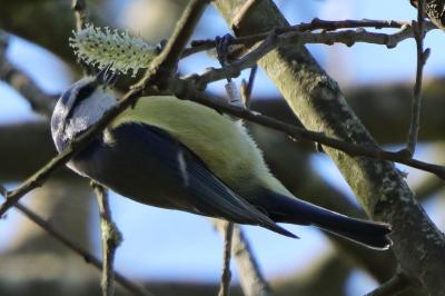 Mésange bleue