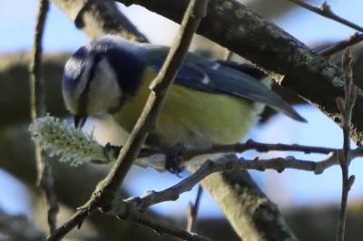 Mésange bleue