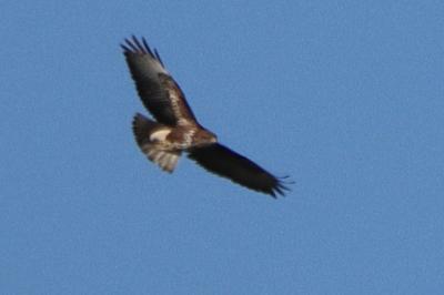 Buse variable