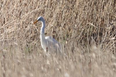 Grande Aigrette