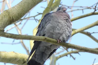 Pigeon colombin
