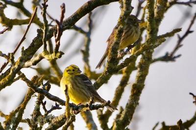 Bruant jaune
