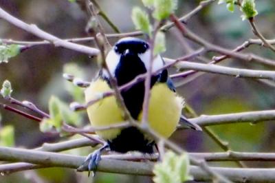 Mésange charbonnière