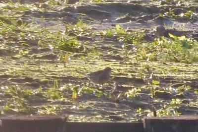 Pipit spioncelle