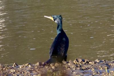 Grand Cormoran