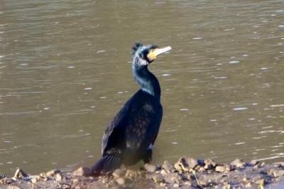 Grand Cormoran