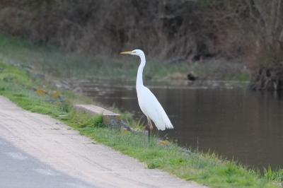 Grande Aigrette