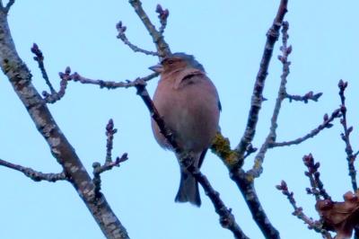 Pinson des arbres
