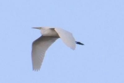Grande Aigrette