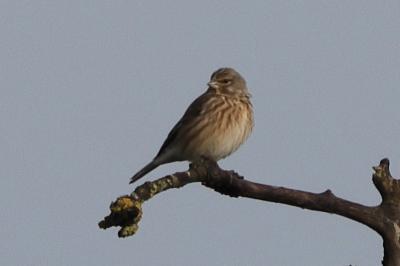 Linotte mélodieuse