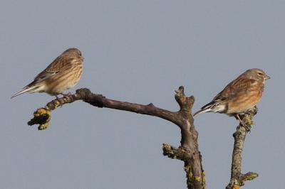 Linotte mélodieuse