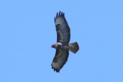 Buse variable