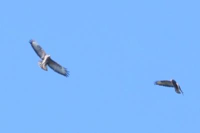 Buse variable