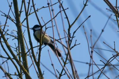 Mésange charbonnière
