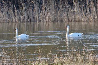 Cygne tuberculé