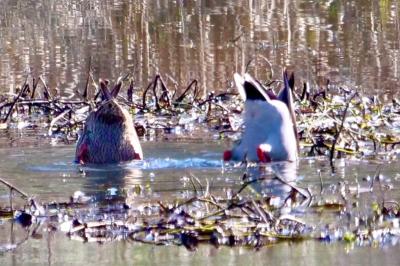 Canard colvert