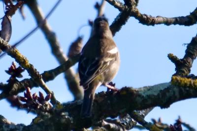 Pinson des arbres