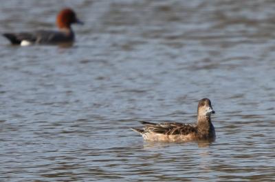 Canard siffleur