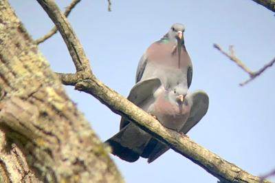 Pigeon colombin