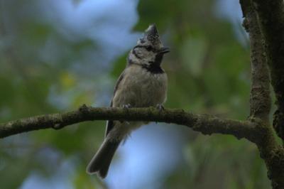 Mésange huppée