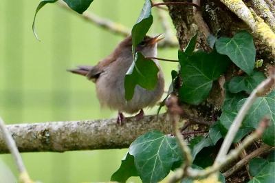 Bouscarle de Cetti
