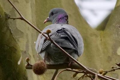 Pigeon colombin