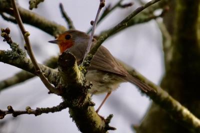 Rougegorge familier