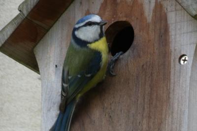 Mésange bleue