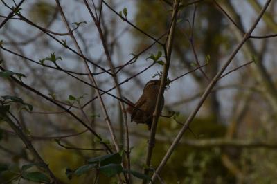 Troglodytes troglodytes