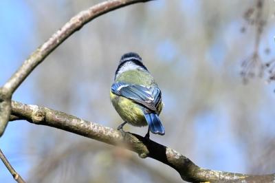 Mésange bleue