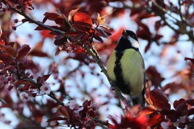 Parus major