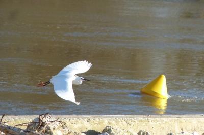 Aigrette garzette