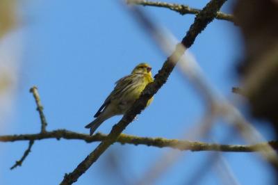 Serin cini
