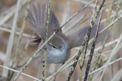 Bouscarle de Cetti