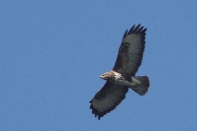 Buse variable