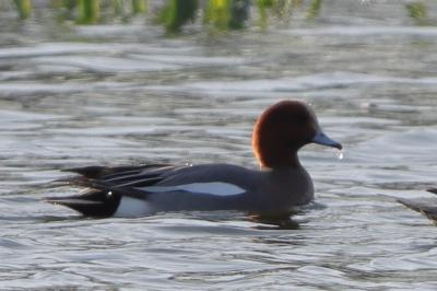 Canard siffleur