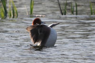 Canard siffleur
